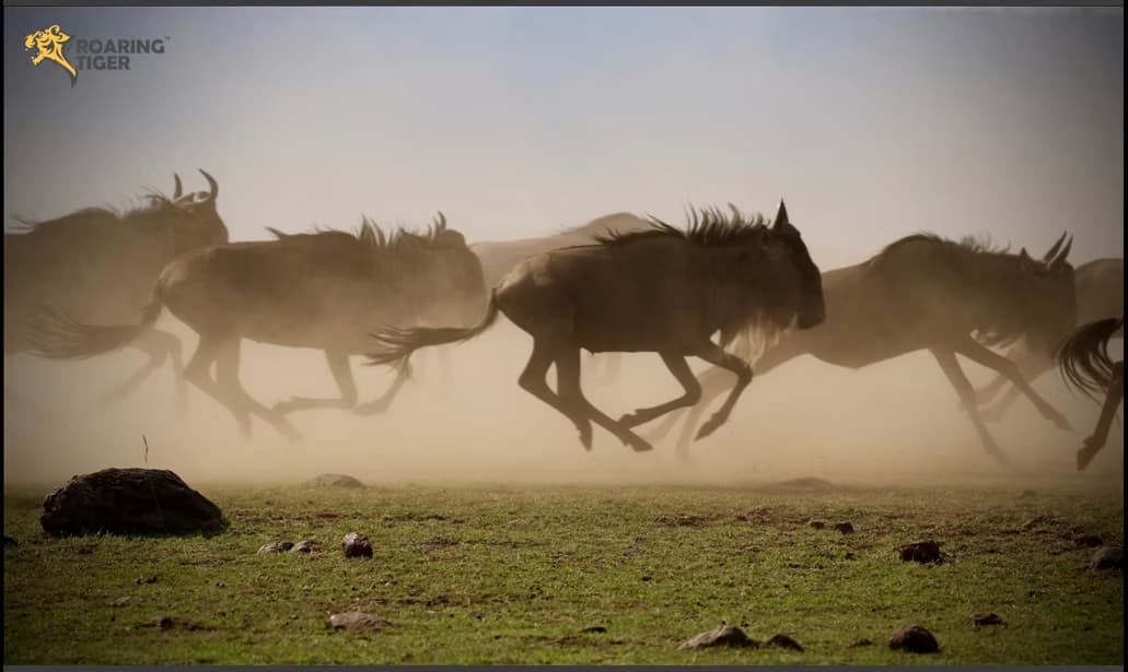 Masai Mara Migration 2017