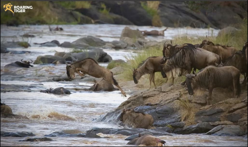 Masai Mara Migration 2017
