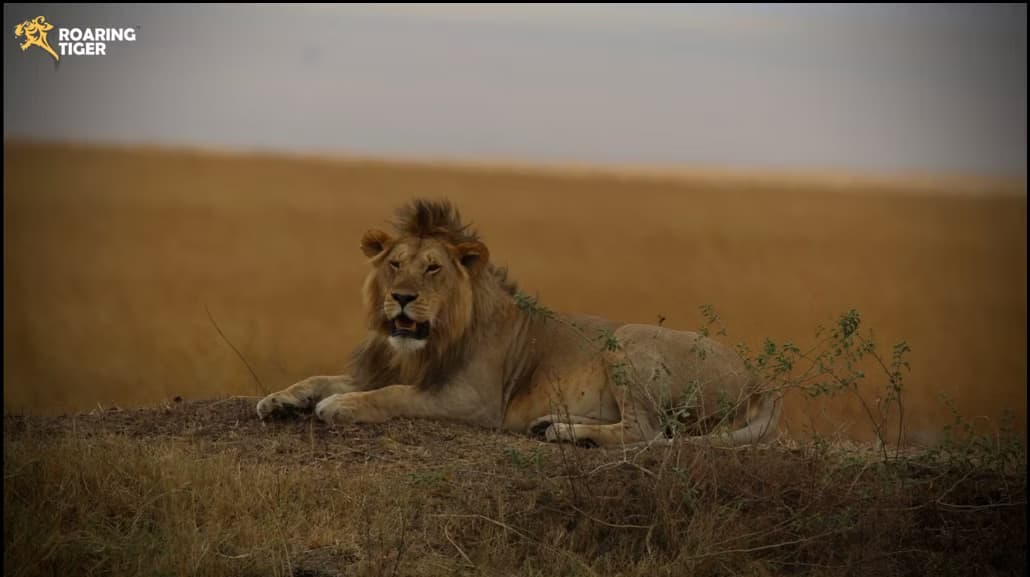 Masai Mara Migration 2017