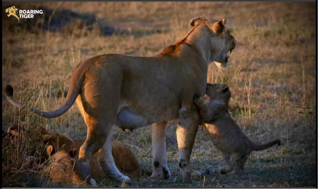 Masai Mara Migration 2017