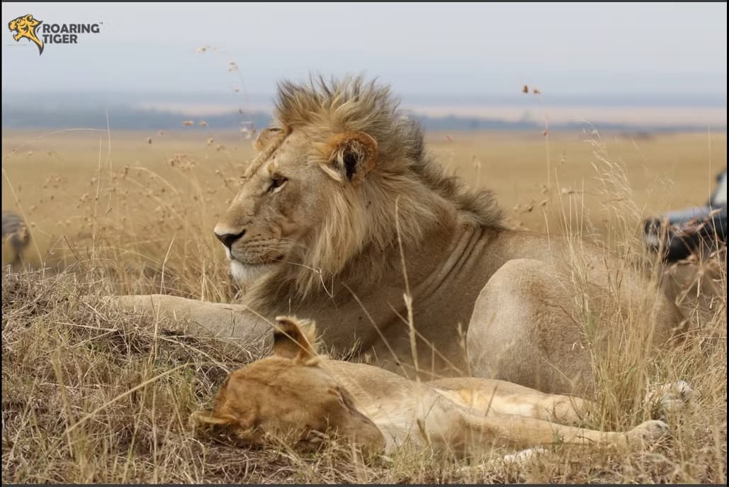 Masai Mara Migration 2017
