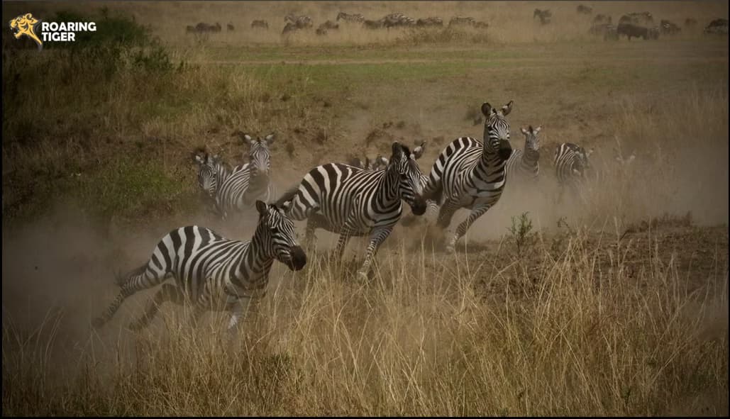 Masai Mara Migration 2017
