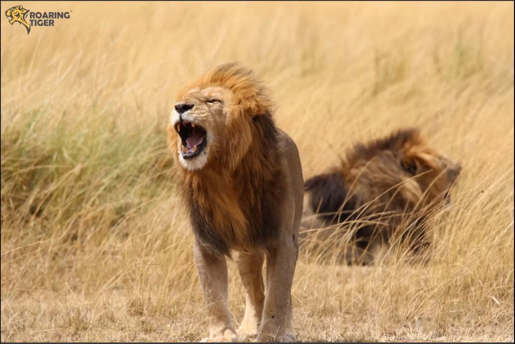 Masai Mara Migration 2017