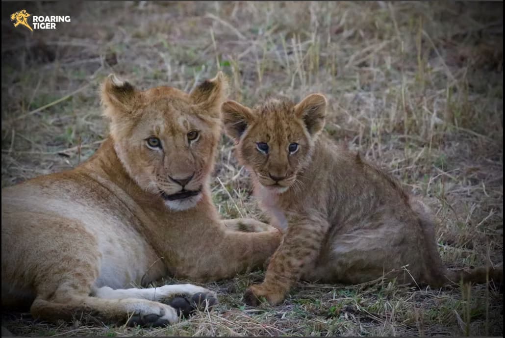 Masai Mara Migration 2017