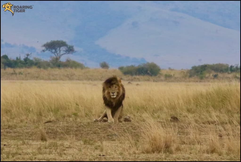 Masai Mara Migration 2017