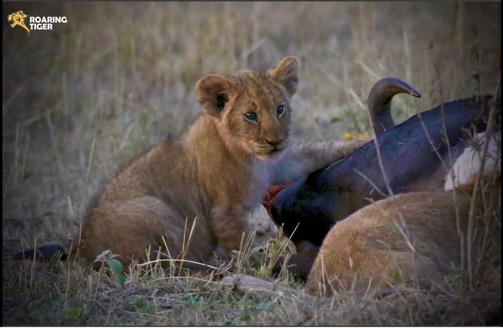 Masai Mara Migration 2017